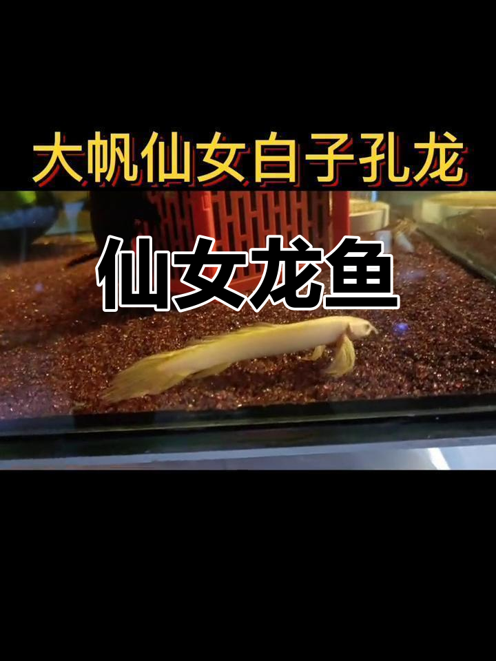 小型白化恐龙鱼,仙气十足的迷你丽影