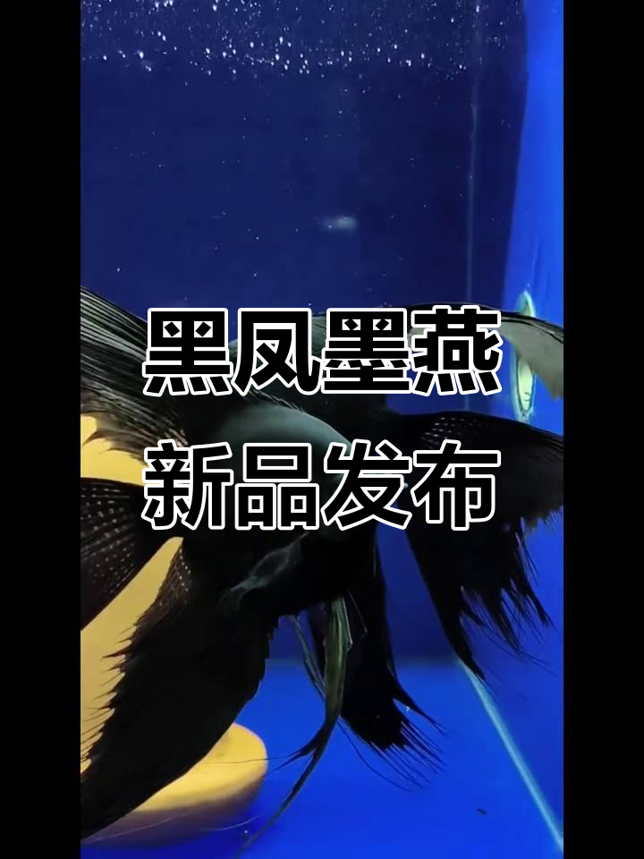 新款黑凤墨燕震撼登场，独特魅力一触即发