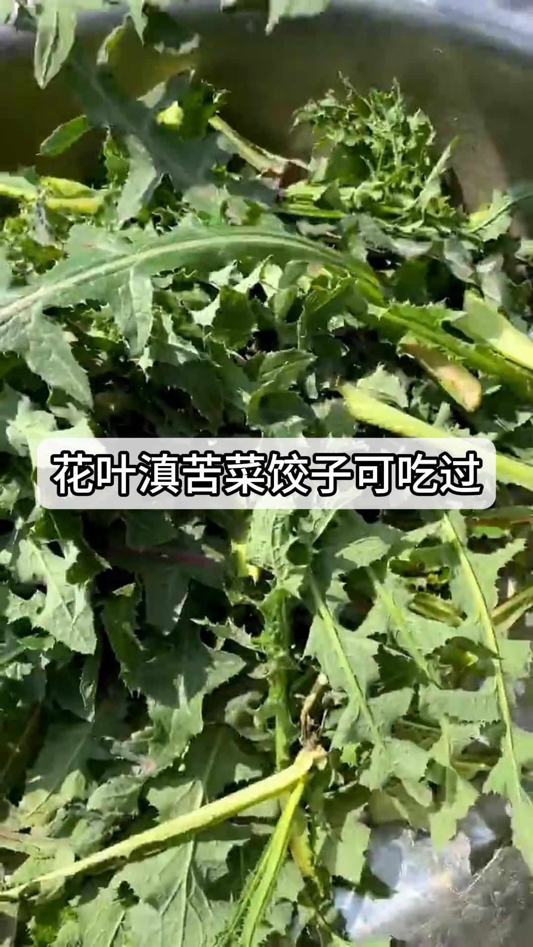 花叶滇苦菜饺子可吃过