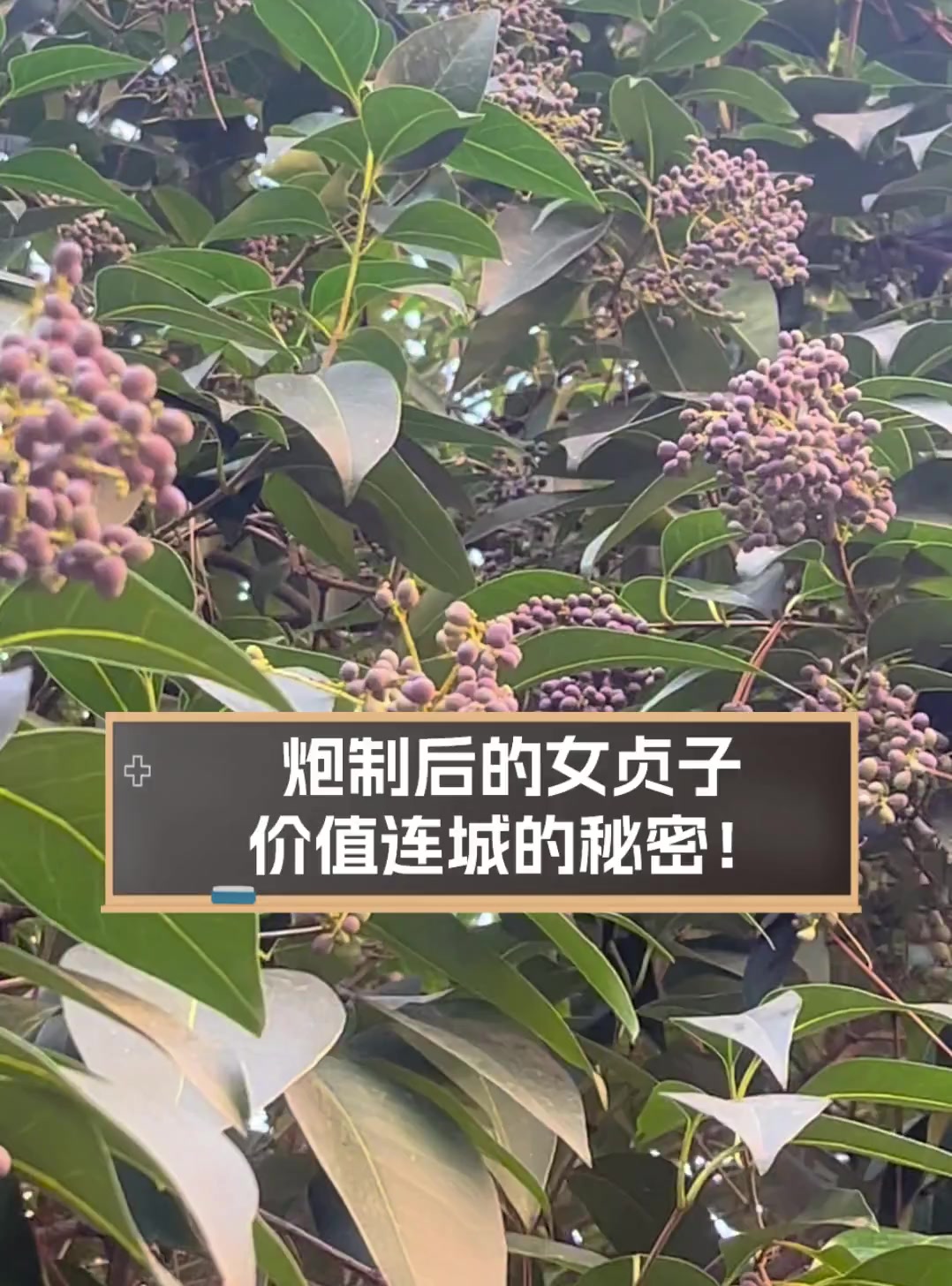炮制后的女贞子,价值连城的秘密!