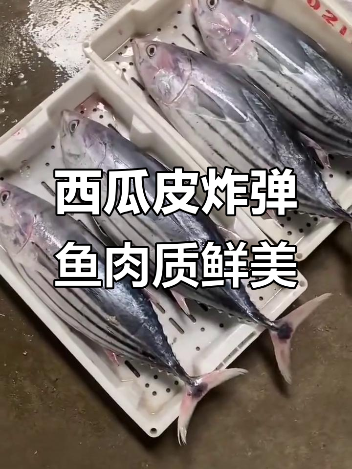 西瓜皮炸弹鱼:香煎、红烧都超美味,肉多刺少!
