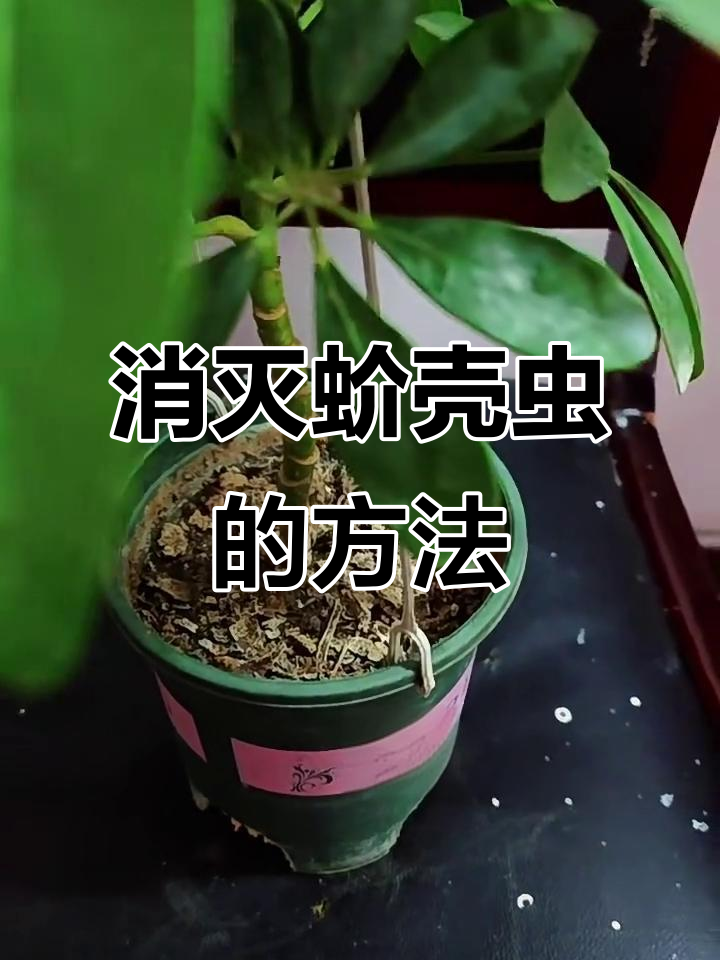 如何预防和清除鸭脚木上的蚧壳虫