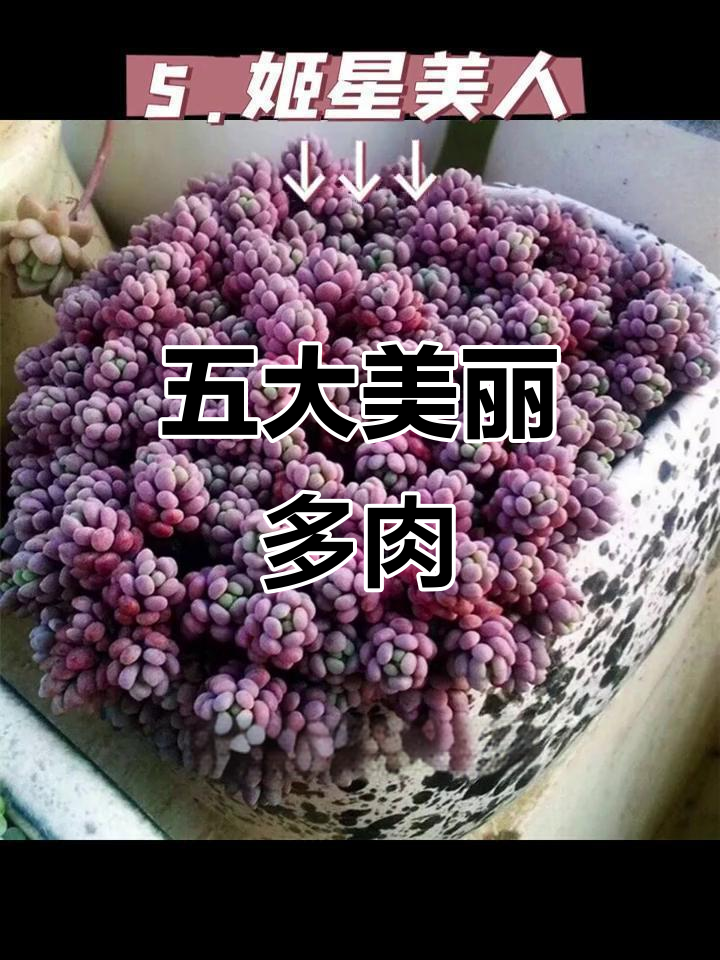 五种高颜值美人多肉,养出状态超惊艳