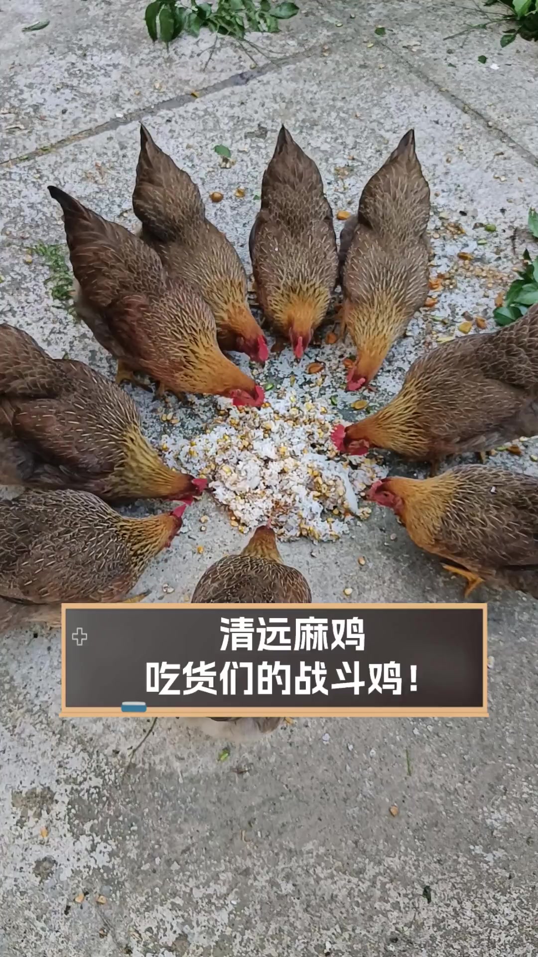 清远麻鸡,吃货们的战斗鸡!