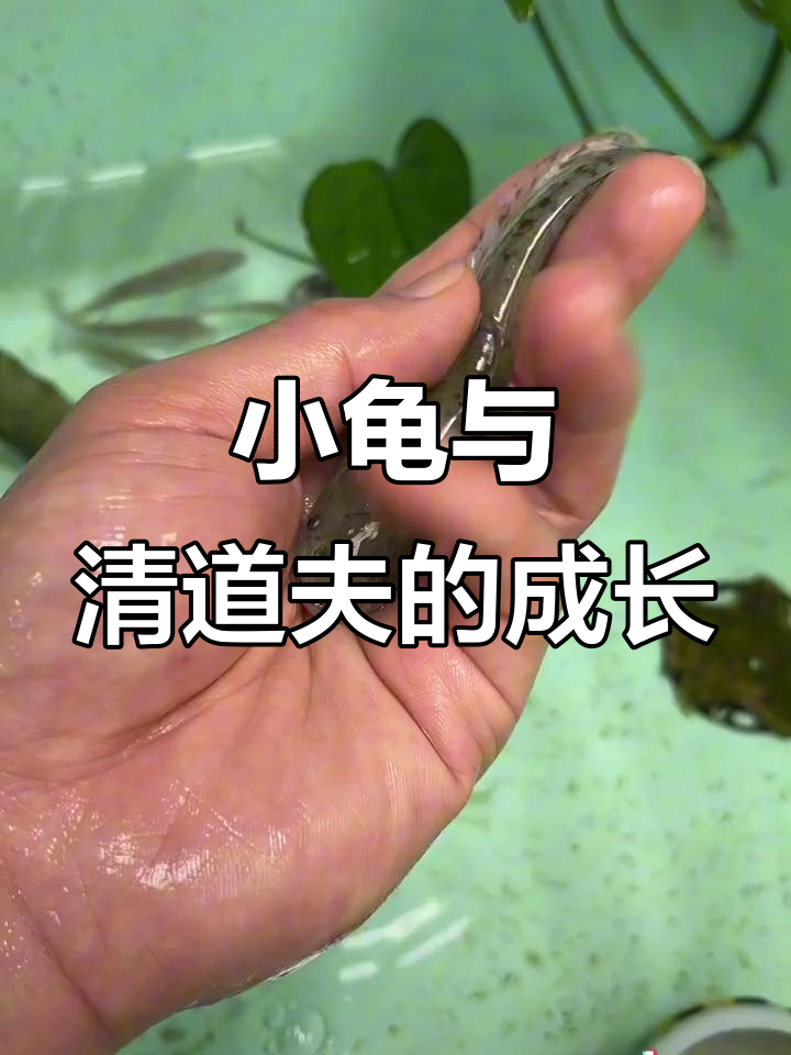 鱼缸里的迷你成员们，小乌龟和清道夫的日常