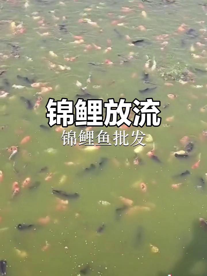 锦鲤鱼苗放流,汕尾桥冲镇迎来新生