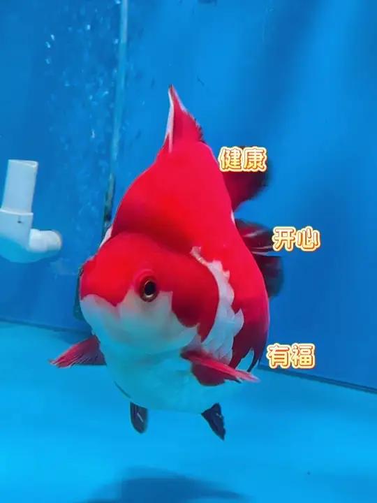 绷不住了!小金鱼水中起舞太魔性。祝看到的人天天开心可爱到爆炸波妞