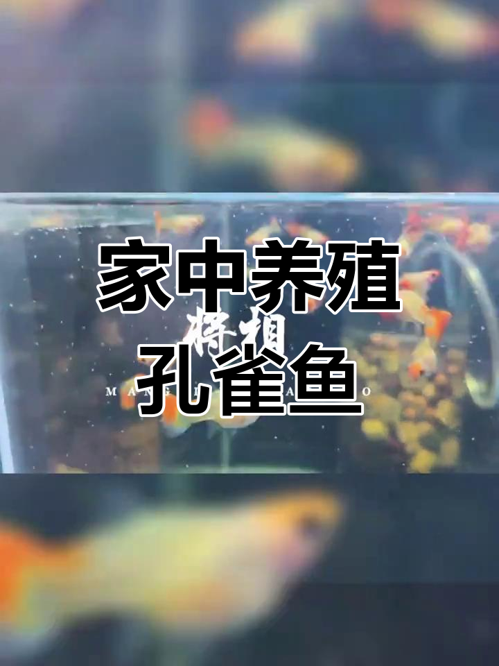 深海蓝贵族玻璃猫与家养孔雀鱼的奇妙之旅