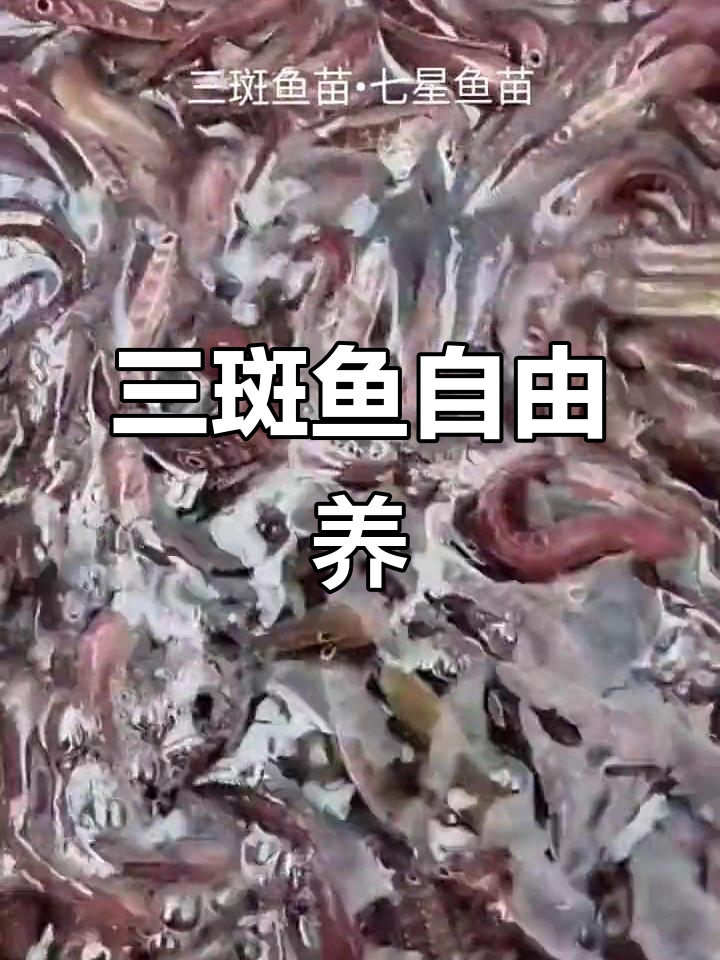 三斑鱼养殖轻松自如,水质深度无限制,每亩5万尾