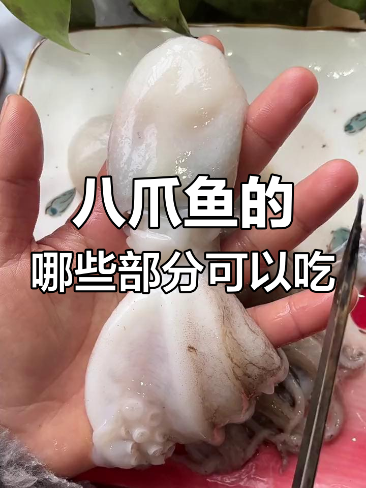 八爪鱼头部的这些部位能吃吗?教你如何处理