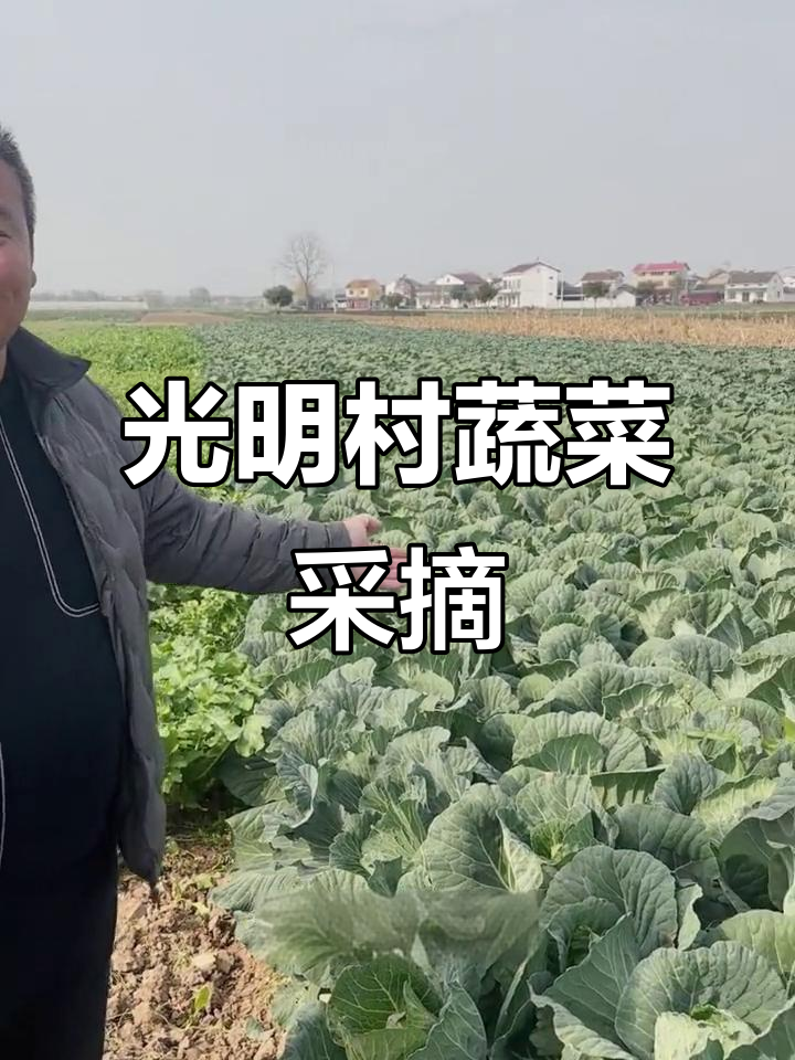 光明村蔬菜基地:绿色种植,健康美味一网打尽