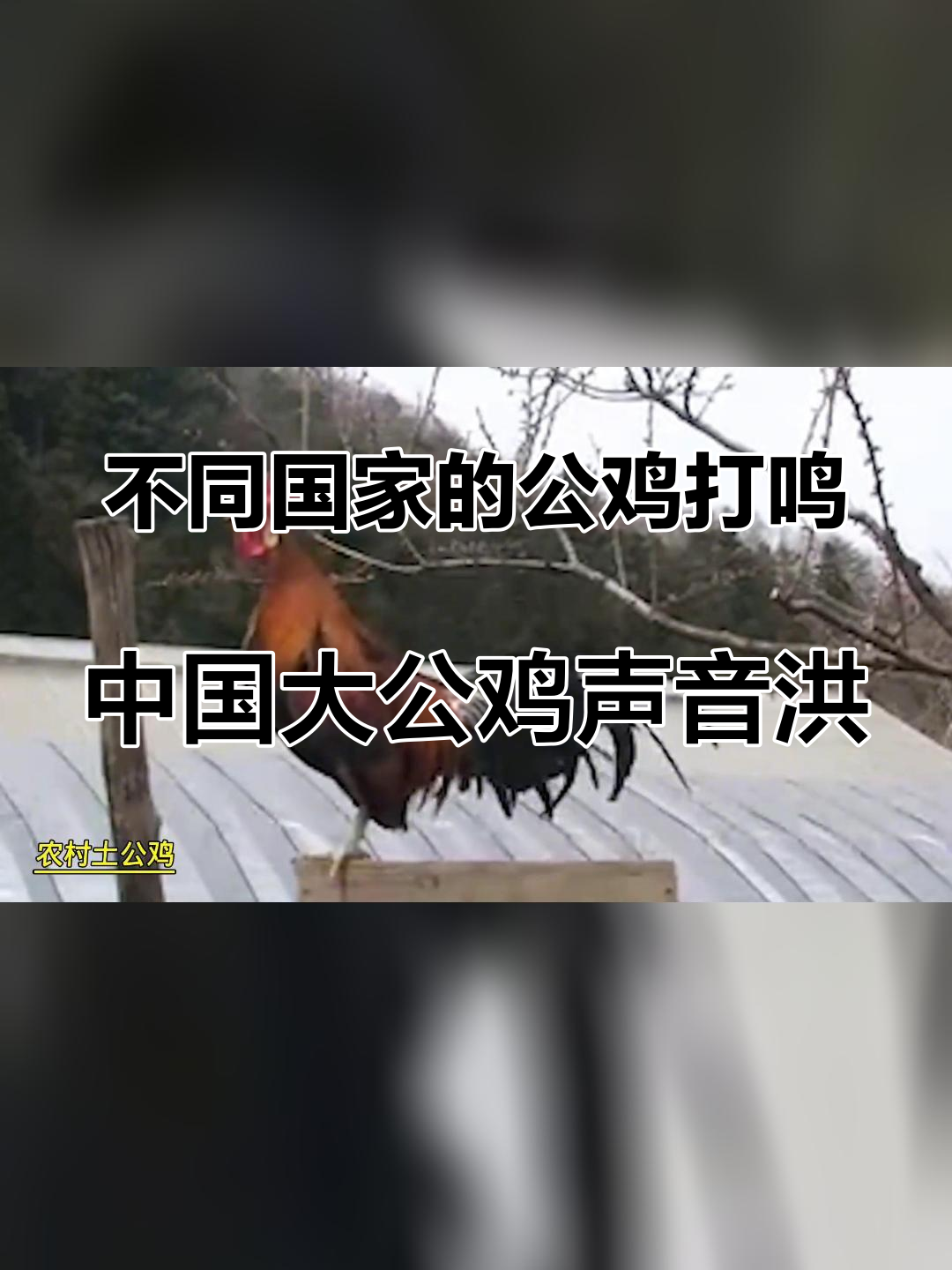 不同国家的公鸡打鸣,中国大公鸡声音洪亮,俄罗斯鸡肺活量很强