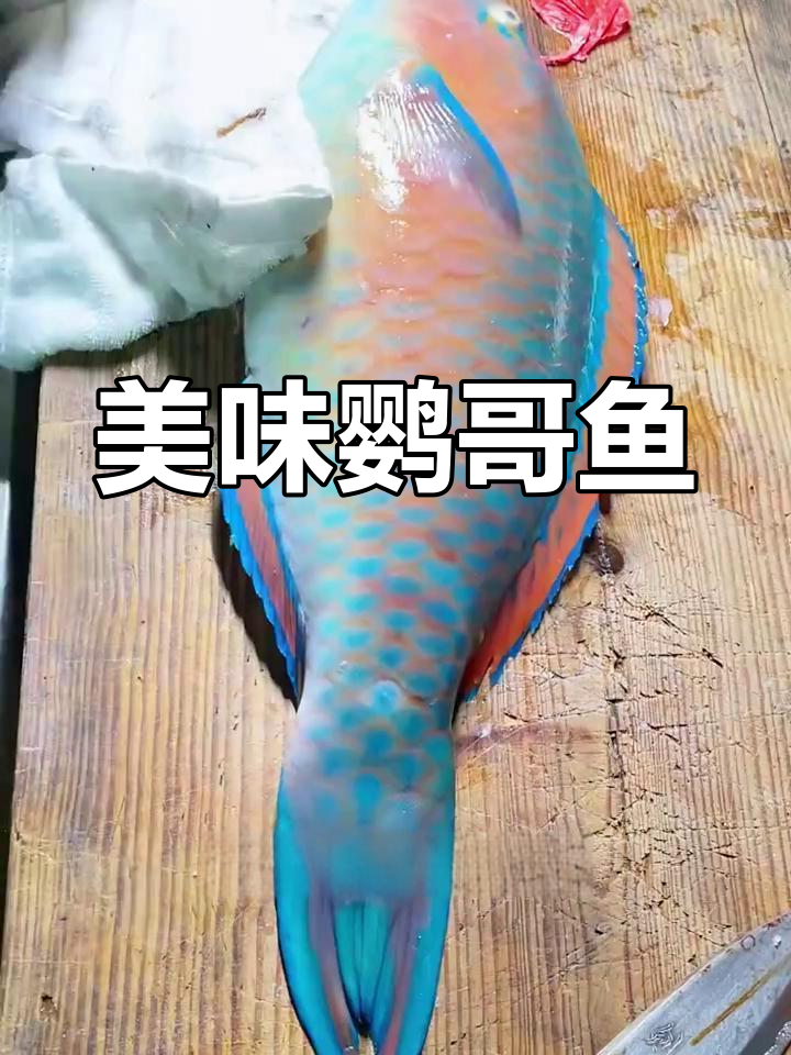 青衣鹦哥鱼,刺身鲜美,寿司口感绝佳