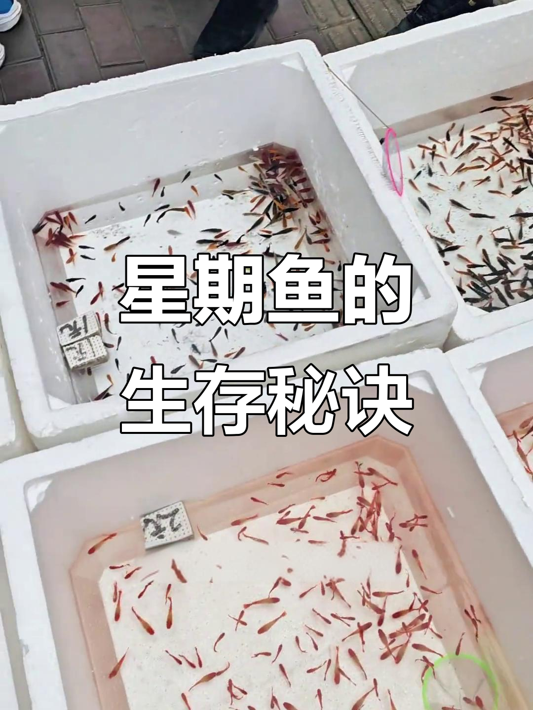 第六天揭秘:如何避免买回家星期鱼,让它活得更久!