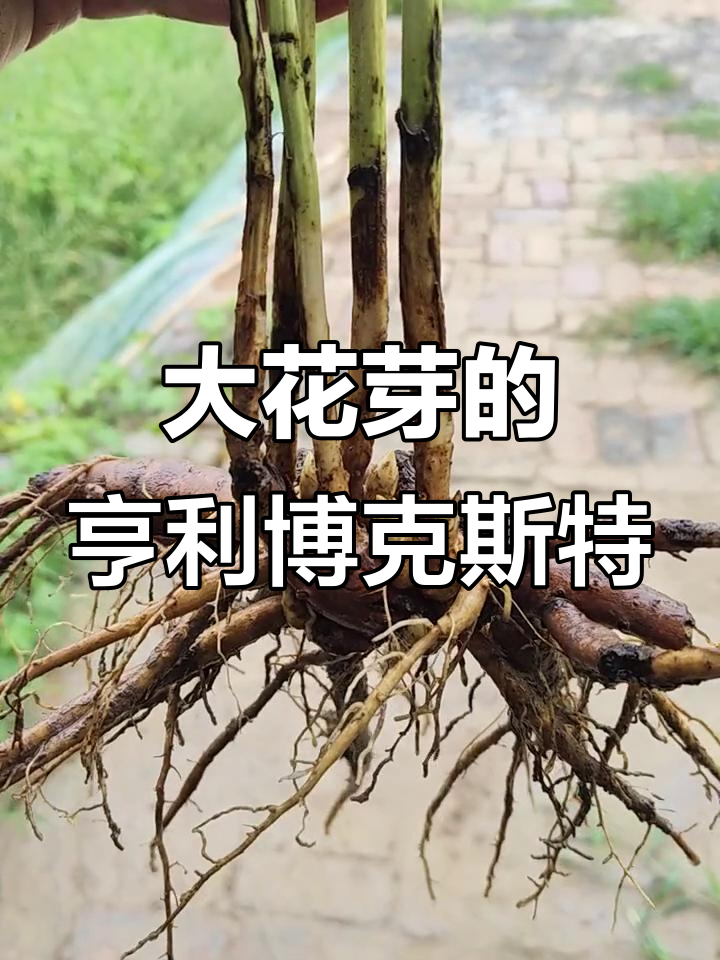 5个枝条开出大花芽,亨利博克斯特芍药惊艳登场