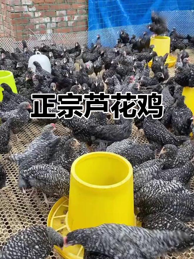 芦花鸡:肉蛋双收,养殖首选品种