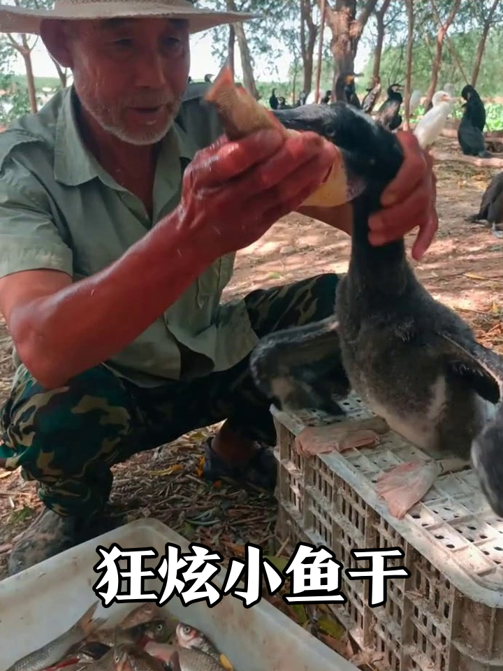 鱼鹰干饭现场:一口一条鱼,吃到停不下来!