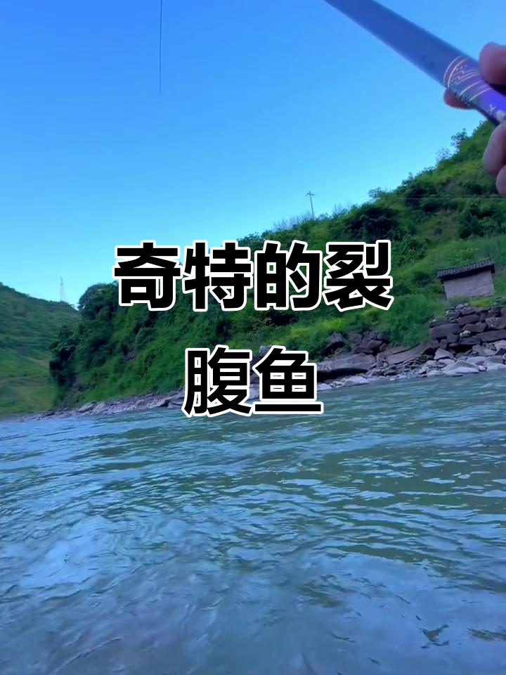这种裂腹鱼,头骨奇特如剑,放流才能生存