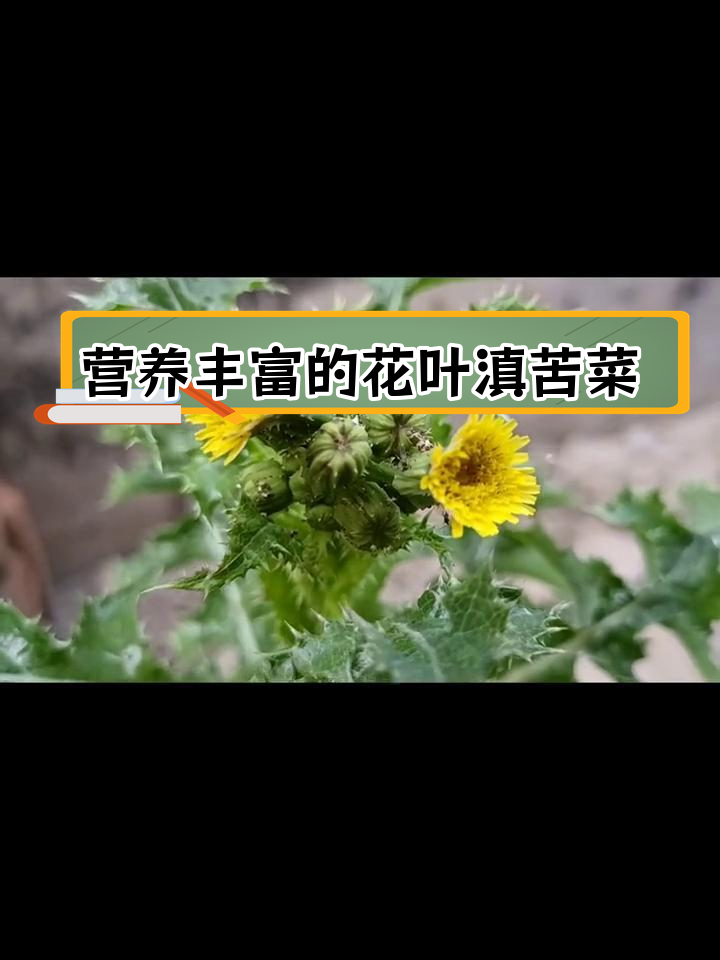 花叶滇苦菜的营养价值与药用功效