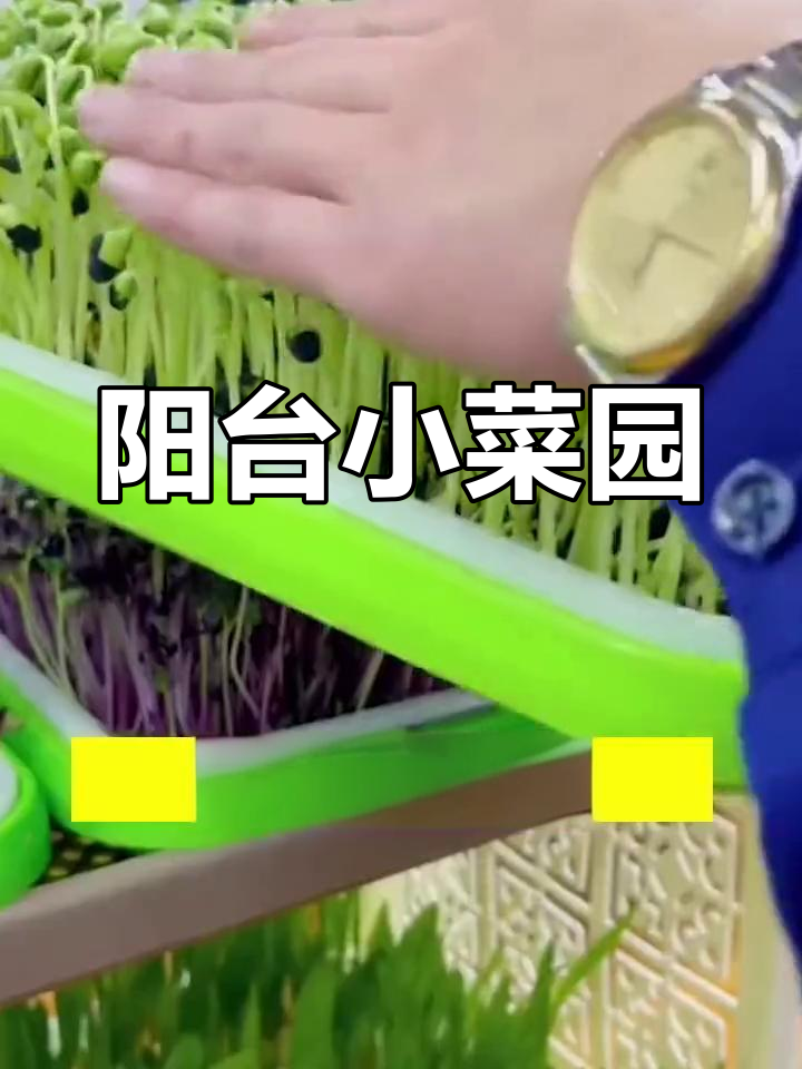 阳台变菜园,豆芽蒜苗轻松种,无土栽培超省心!