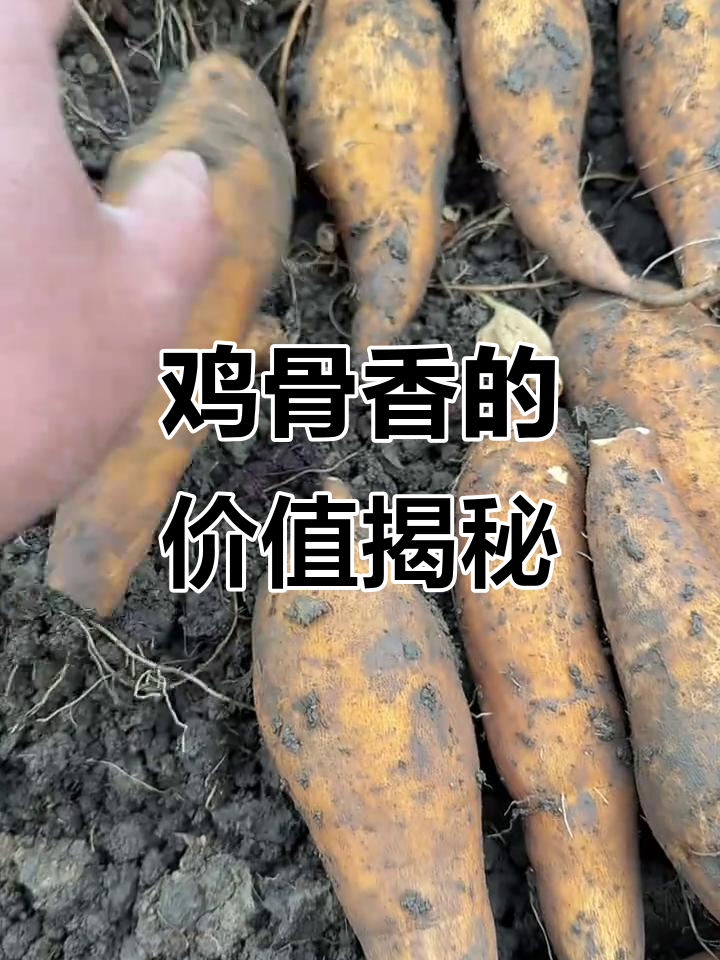 鸡骨香到底值不值钱？普力也搞不清楚