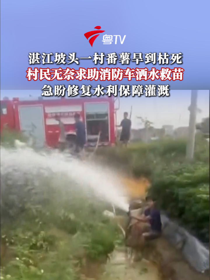 湛江坡头一村番薯旱到枯死,村民无奈求助消防车洒水救苗