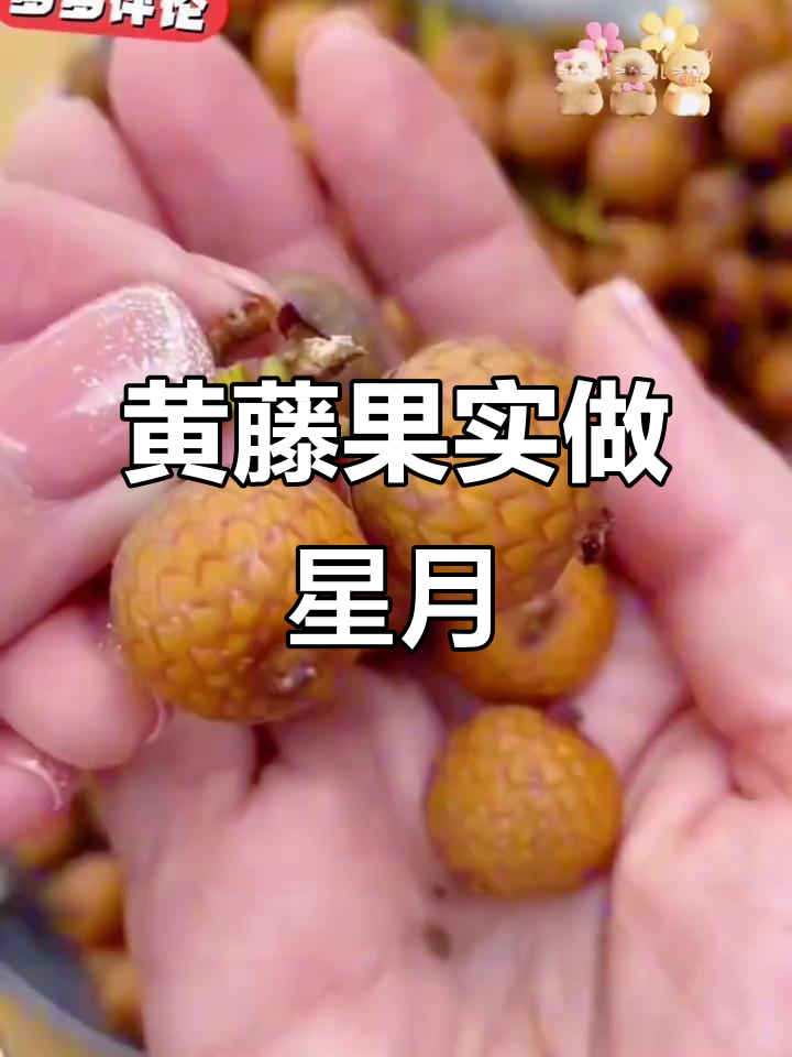 星月菩提的真相:它不是菩提树结的,而是黄藤果!