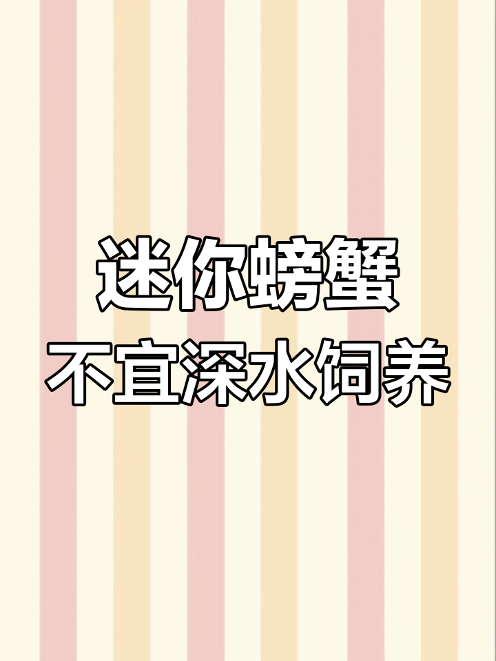 迷你辣椒蟹不适合与孔雀鱼混养