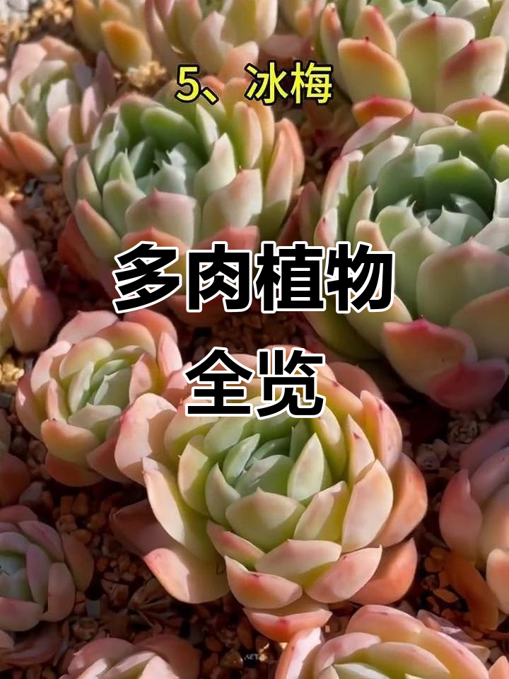了解多肉植物:从铁甲麒麟到星星城,一网打尽