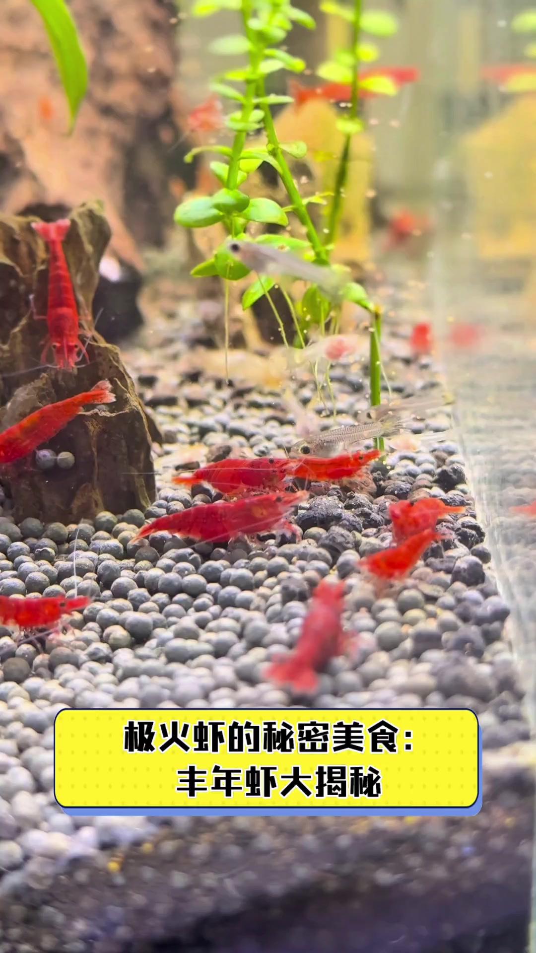 极火虾的秘密美食:丰年虾大揭秘