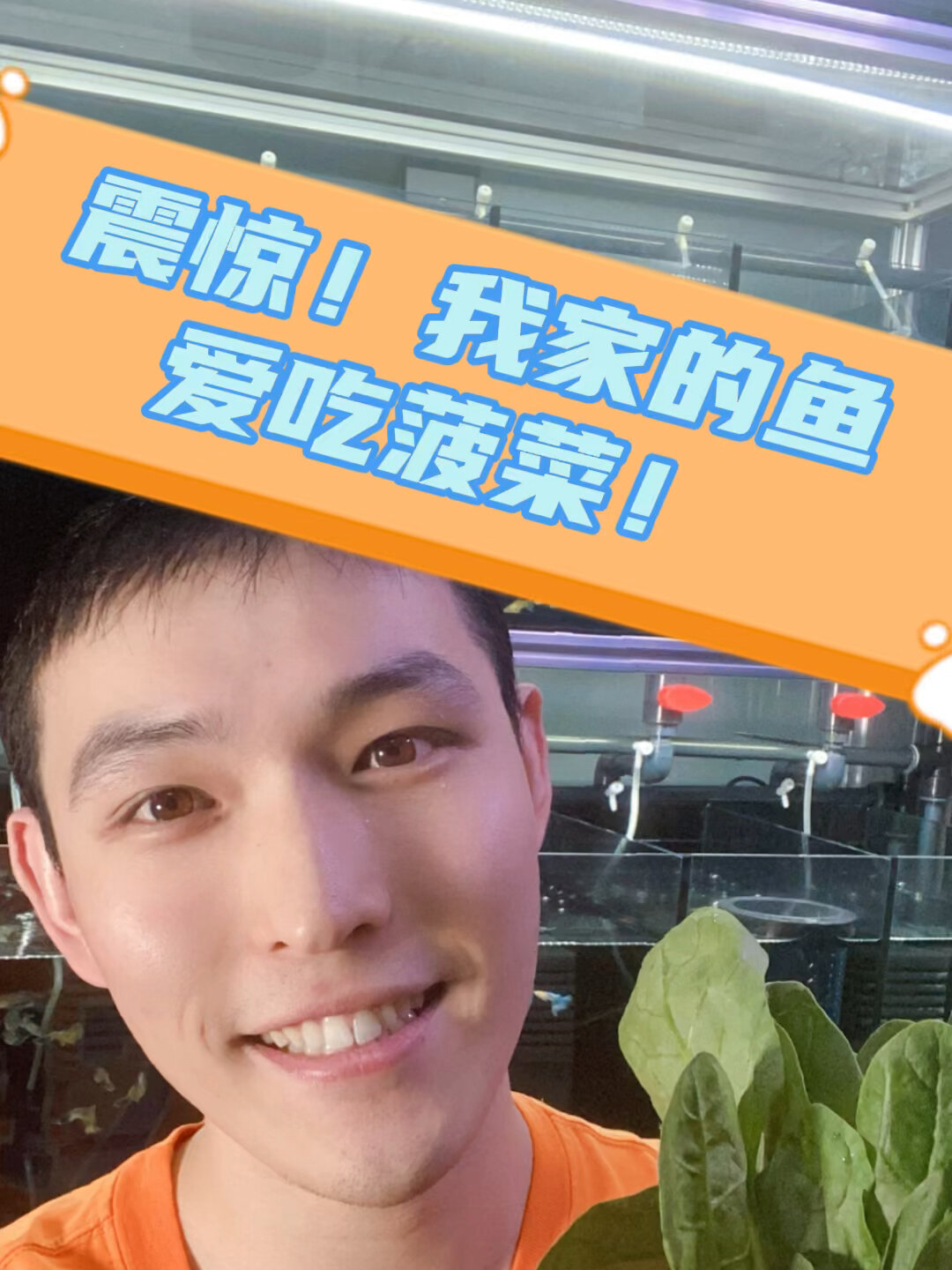 震惊!孔雀鱼爱吃菠菜!?