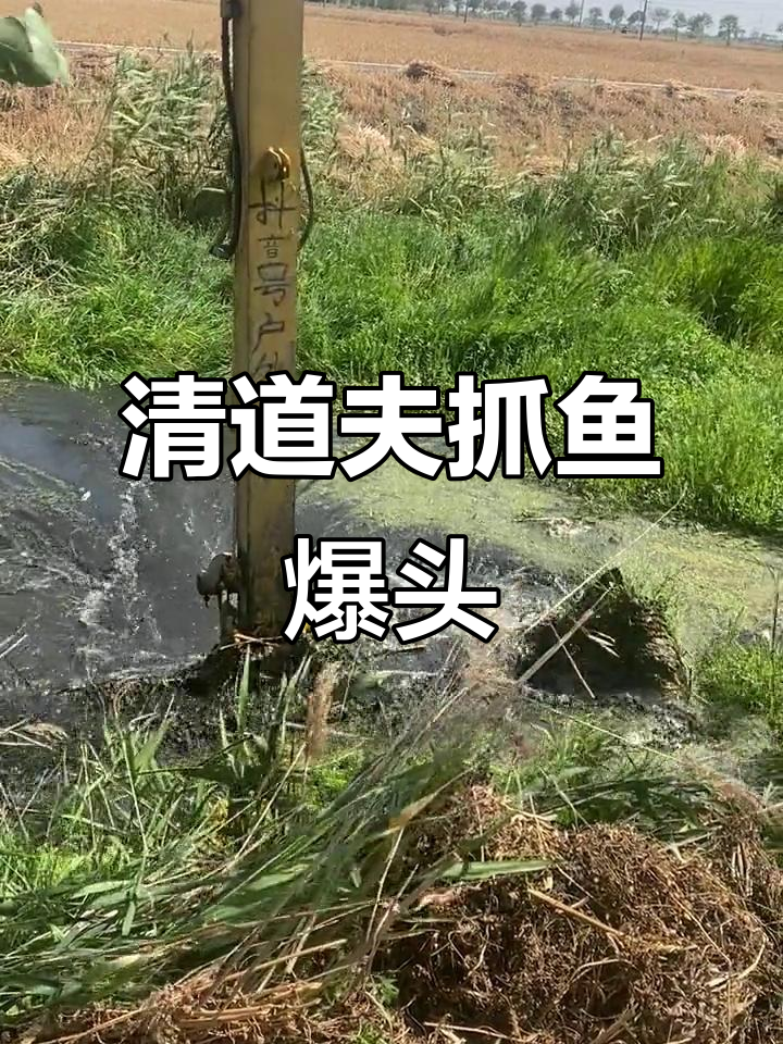 清理河道抓鱼大作战,竟然有这么多板鸡!
