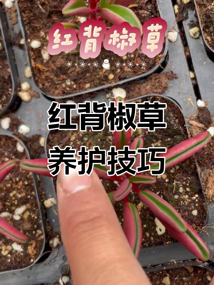 红背椒草养护全攻略:低温、光照与水分管理