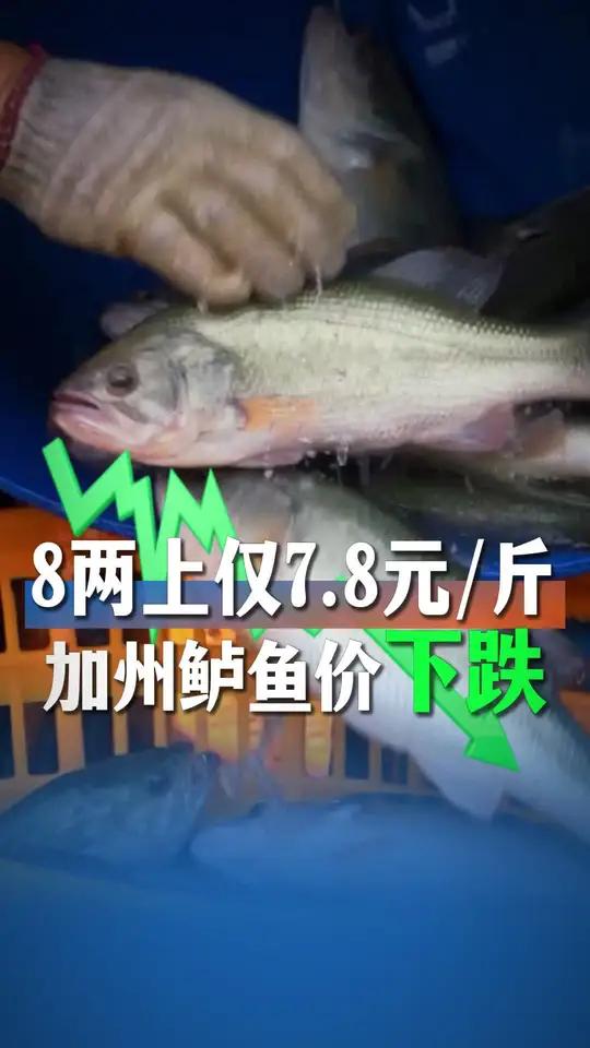佛山鲈鱼塘头价斤7.8元！加州鲈鱼价下跌，还有必要等行情吗？#加州鲈 #加州鲈鱼