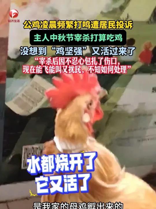 公鸡凌晨频繁打鸣遭居民投诉,主人中秋节宰杀打算吃鸡,没想到“鸡坚强”又活过来了