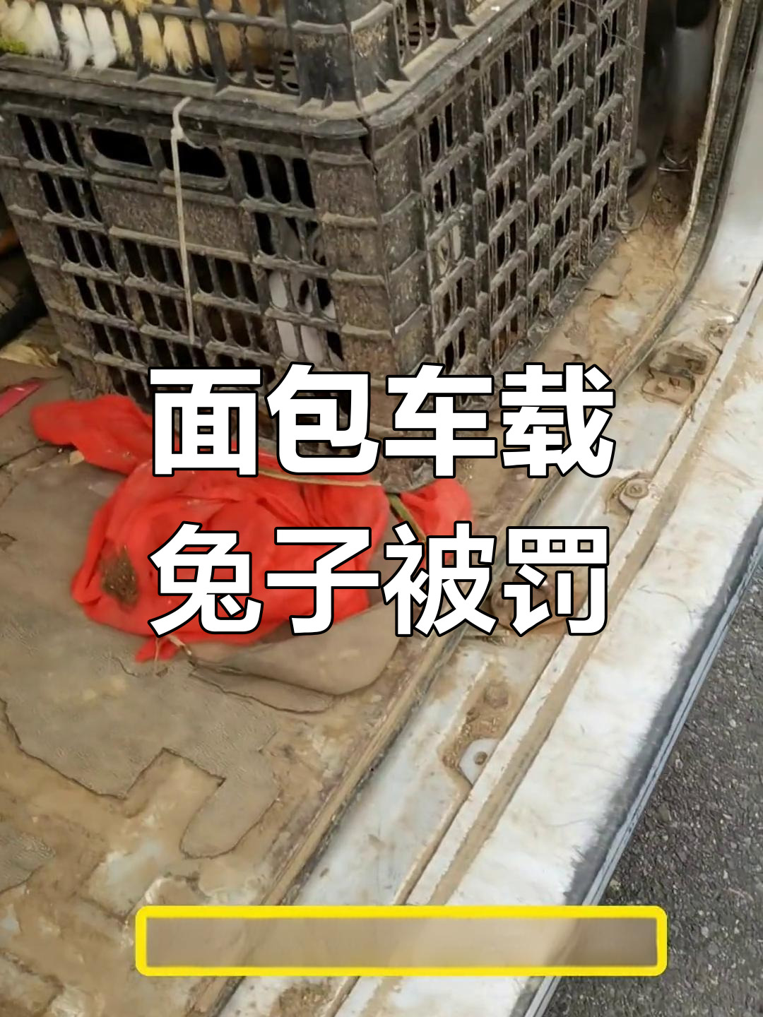吉林高速民警查获面包车拉兔子上路