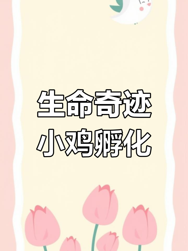 小鸡孵化全过程:从鸡蛋到雏鸟的惊人变化