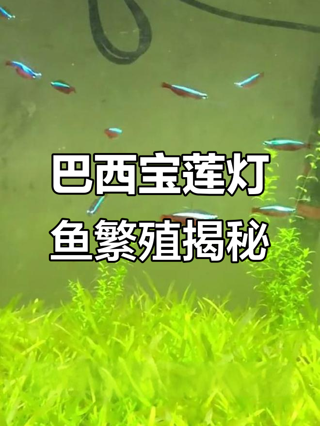 巴西宝莲灯鱼繁殖技巧:如何分辨公母,降酸提高产卵效率
