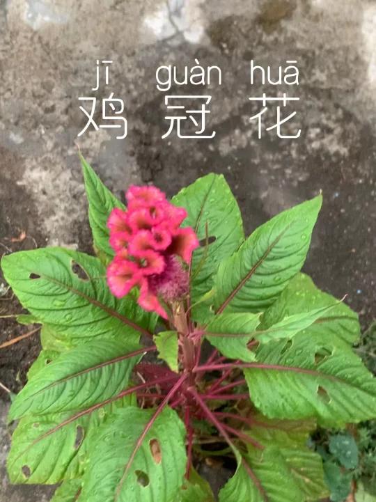 花中菠菜-鸡冠花