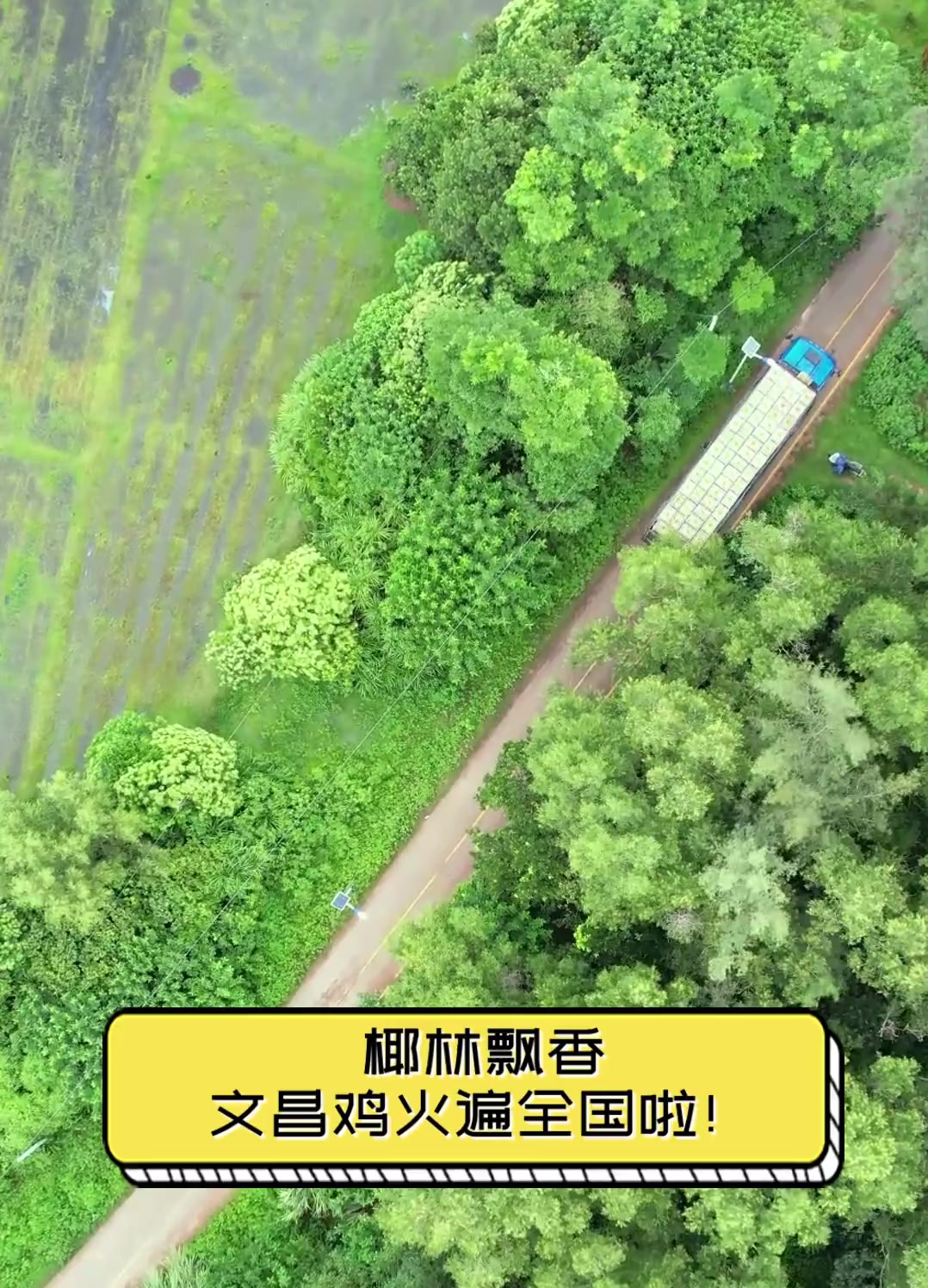 椰林飘香,文昌鸡火遍全国啦!
