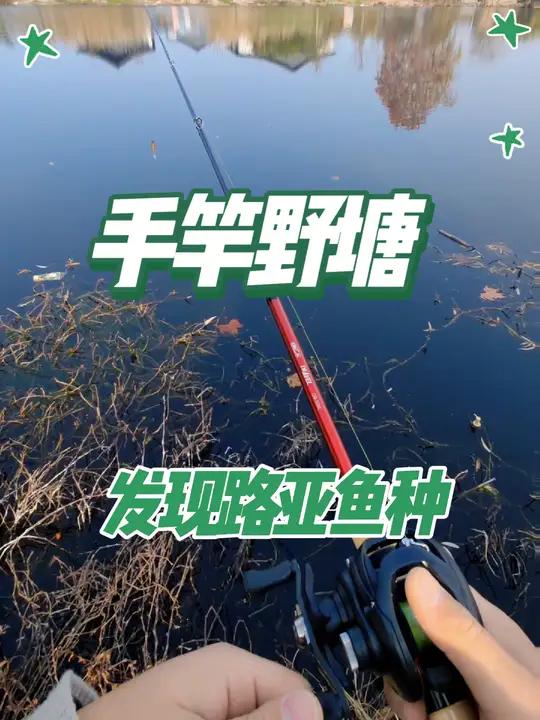 绕城边的手竿野塘,竟有路亚鱼种,扁扁的头,8根超长的胡须 这是之前给大家分享过的,野钓鲫鱼