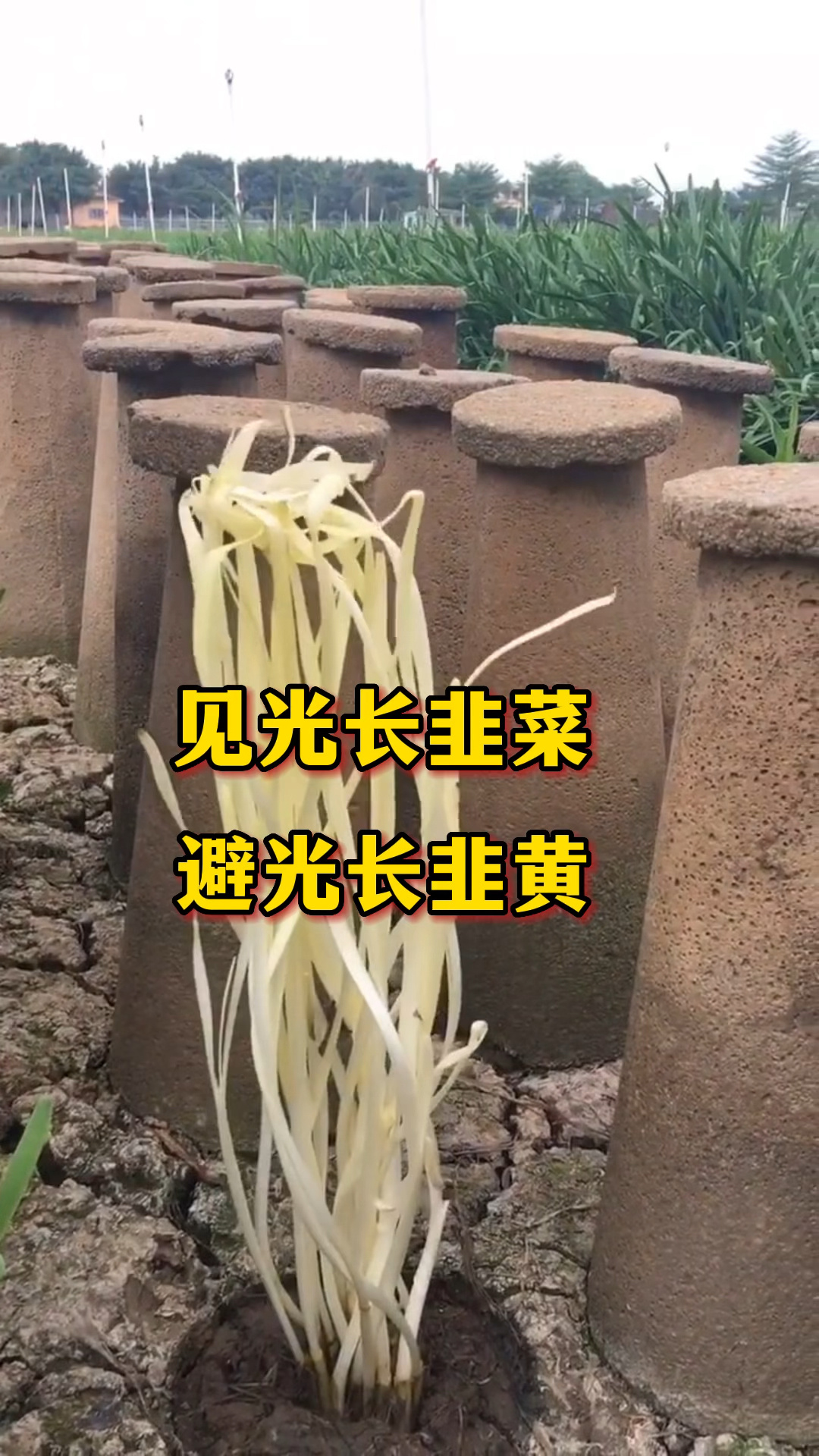 韭黄的种植方法