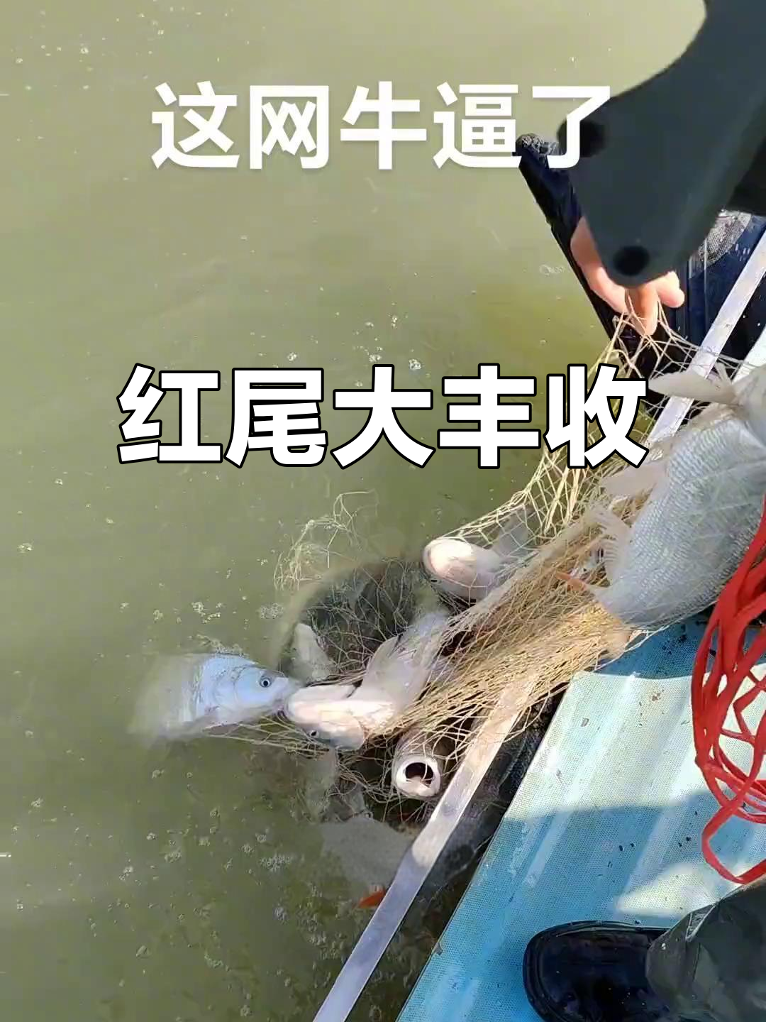 网红大红尾鱼来袭,网里爆满!