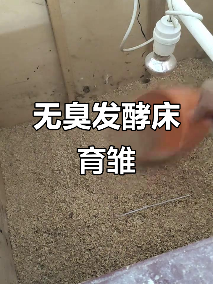 发酵床制作全攻略:简单步骤教你轻松养鸡无臭