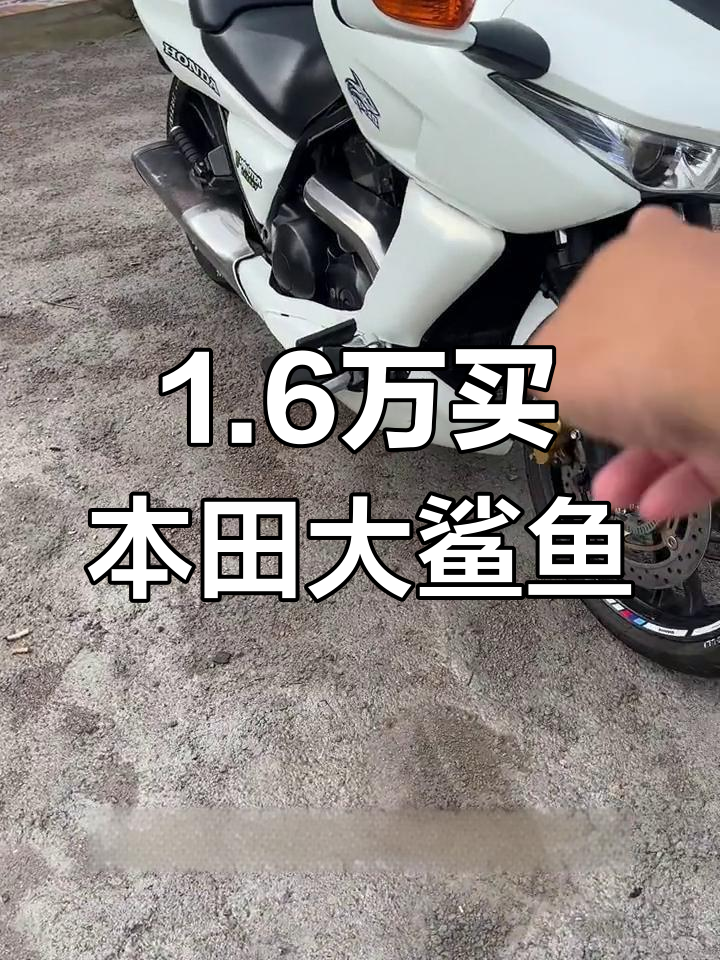 本田大鲨鱼,1.6万带回家