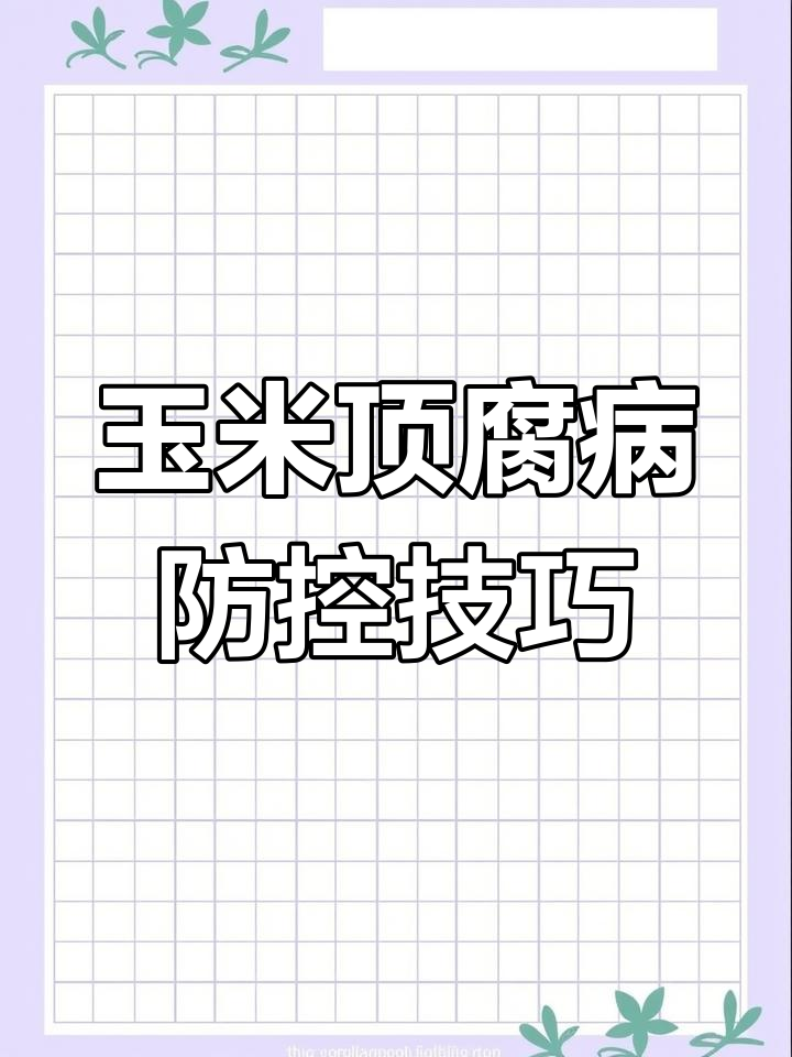 高温高湿天气,玉米顶腐病防治全攻略