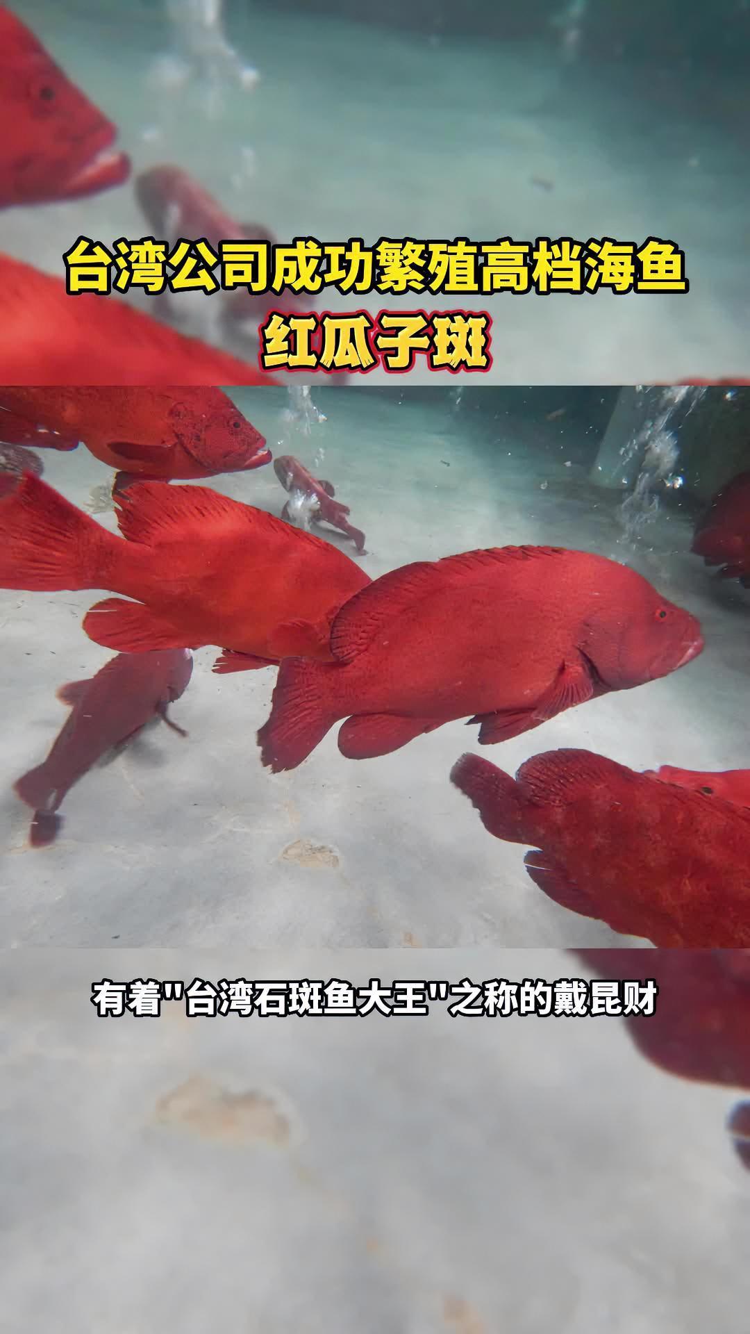 有技术有格局!台湾公司突破红瓜子斑人工繁育技术!戴昆财:“让更多大陆同胞吃上新鲜石斑鱼!”
