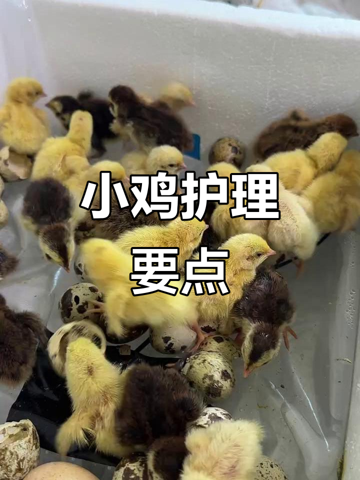 小鸡孵化后需24小时照料,保持36度温暖与食物供应