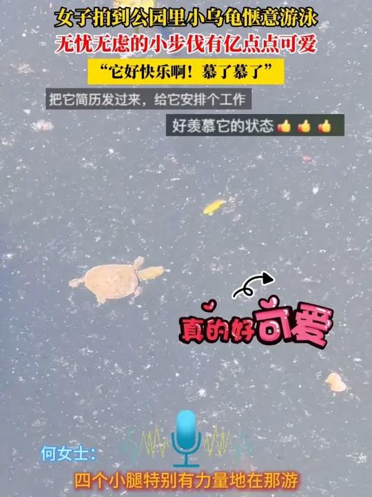 女子拍到公园里小乌龟惬意游泳,无忧无虑的小步伐有亿点点可爱,“它好快乐啊!慕了慕了”