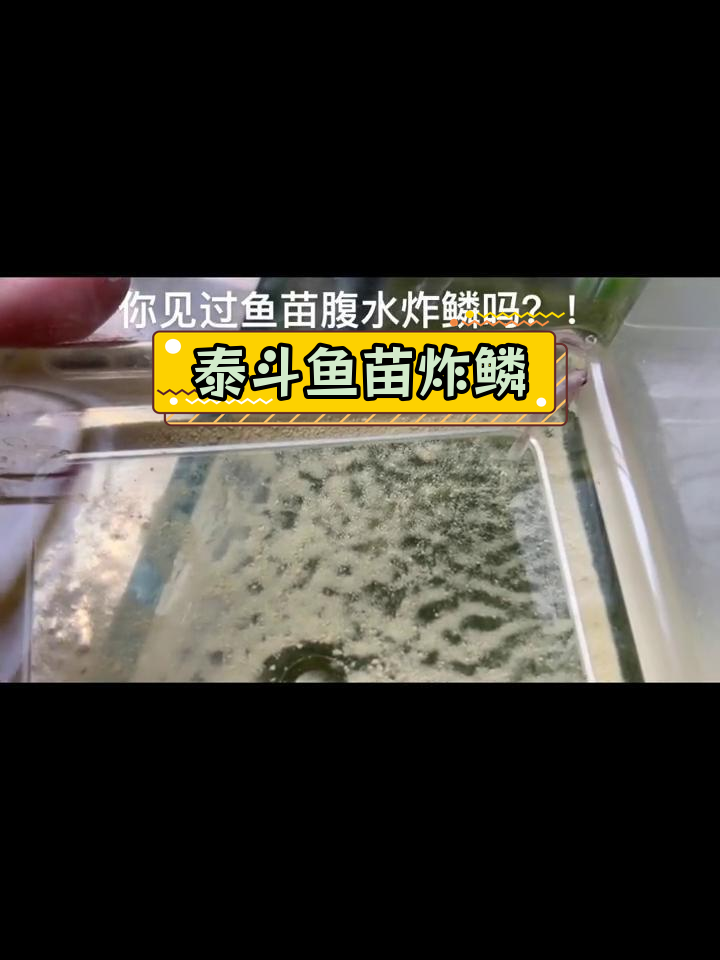 泰国斗鱼苗炸鳞,土霉素能救吗?